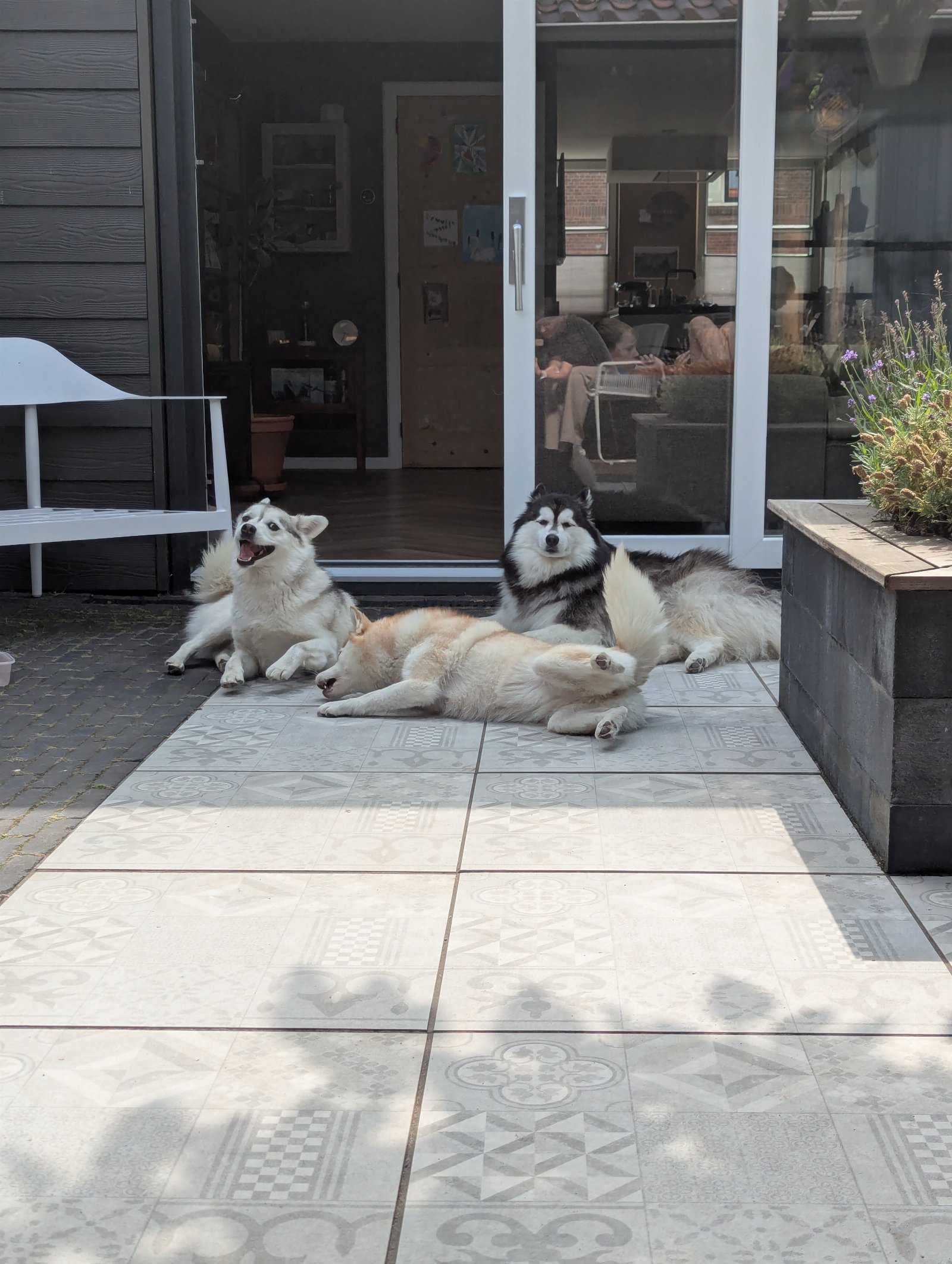 Diana, dierenoppas in Katwijk, foto 3