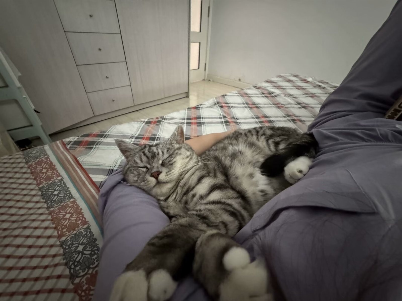 yue, pet sitter in Diemen, photo 5