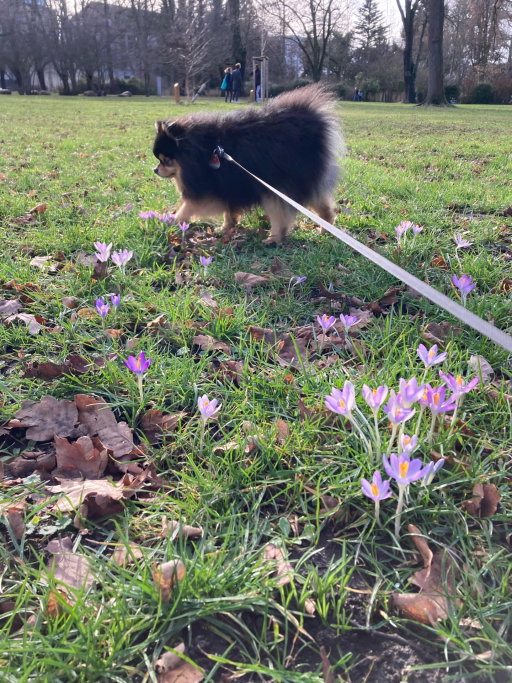Sasha, Tiersitter in Berlin, Foto 3