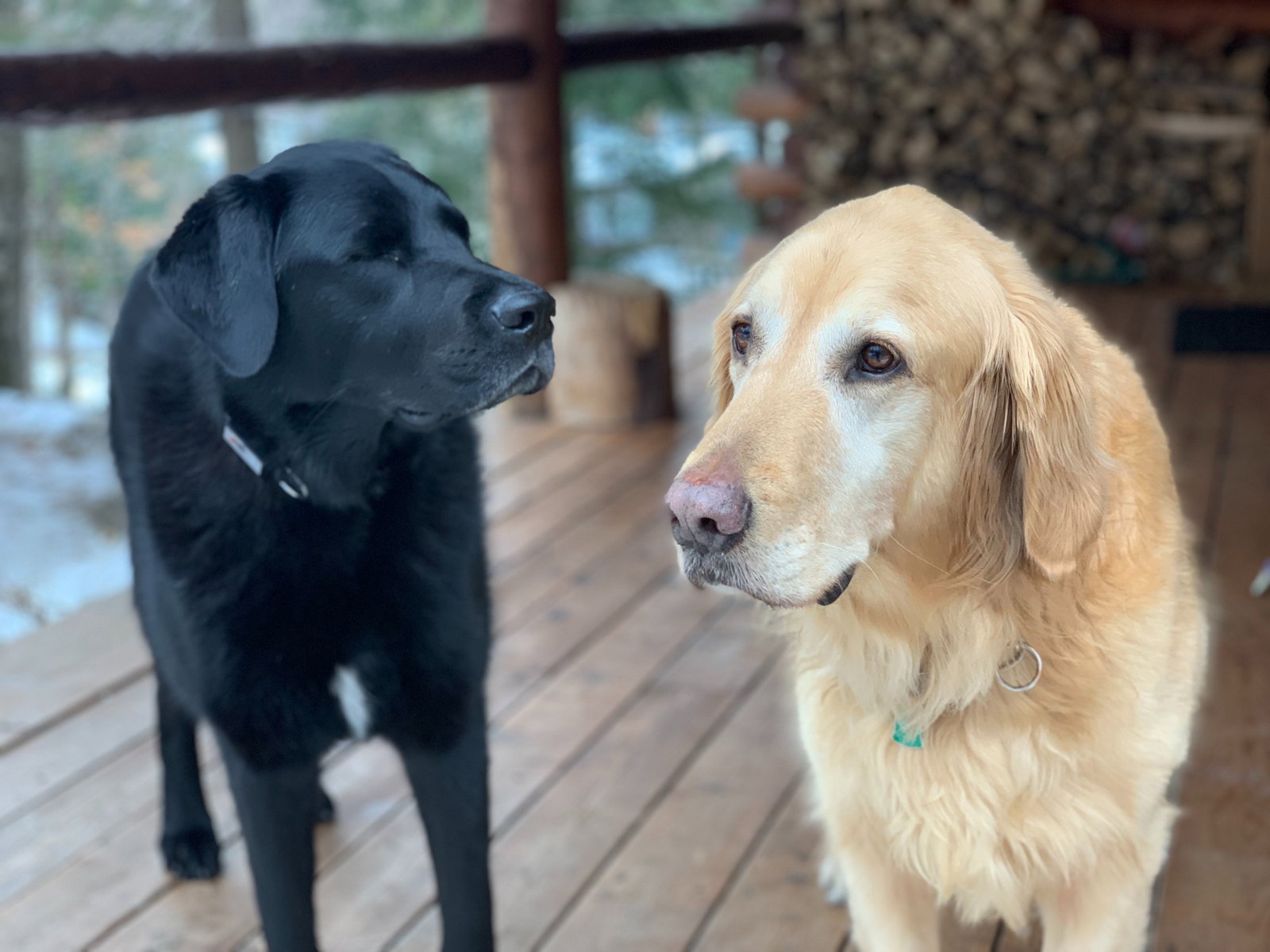 Kendolyn, pet sitter in Amsterdam, photo 3