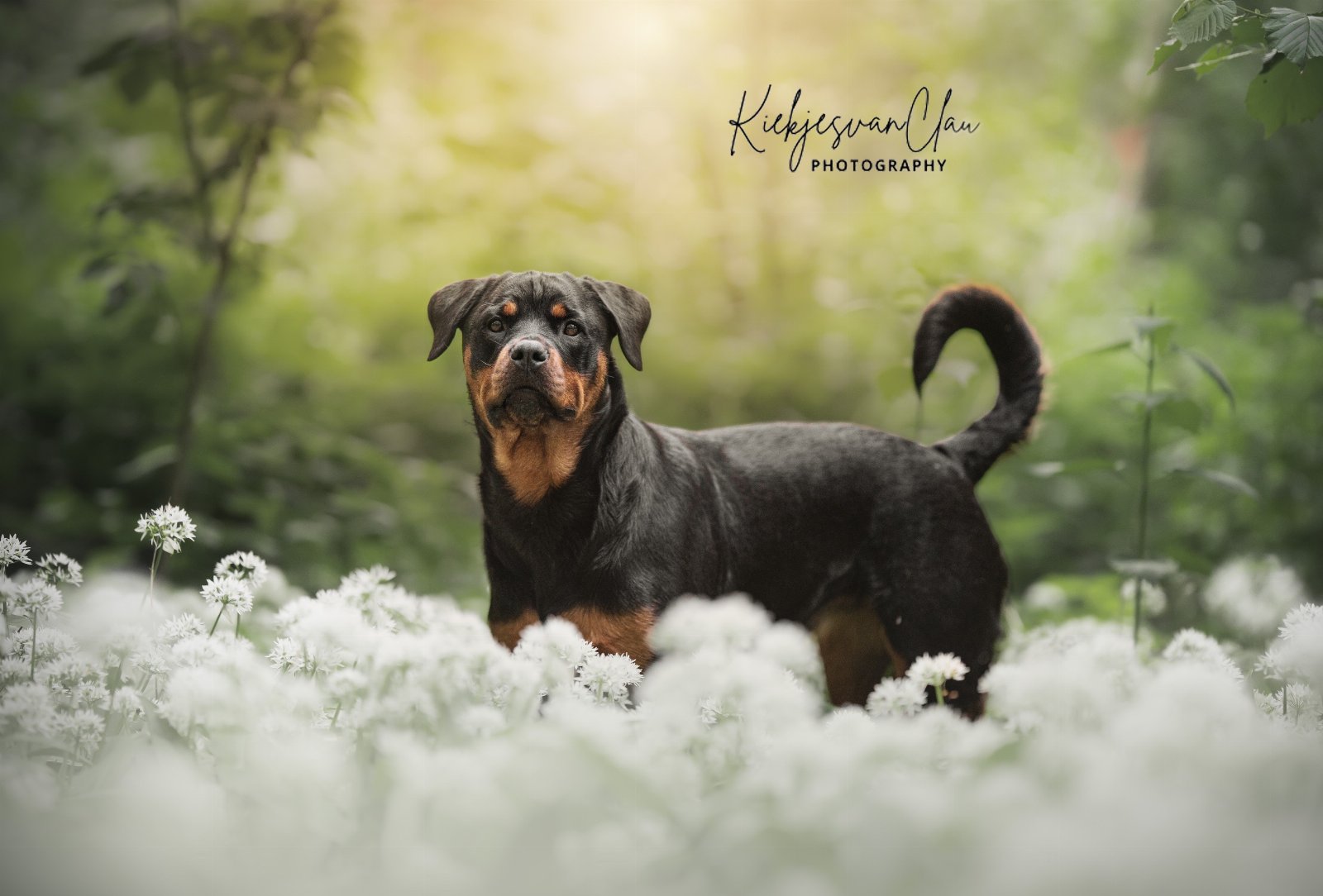 Kaylee, dierenoppas in Vlaardingen, foto 4