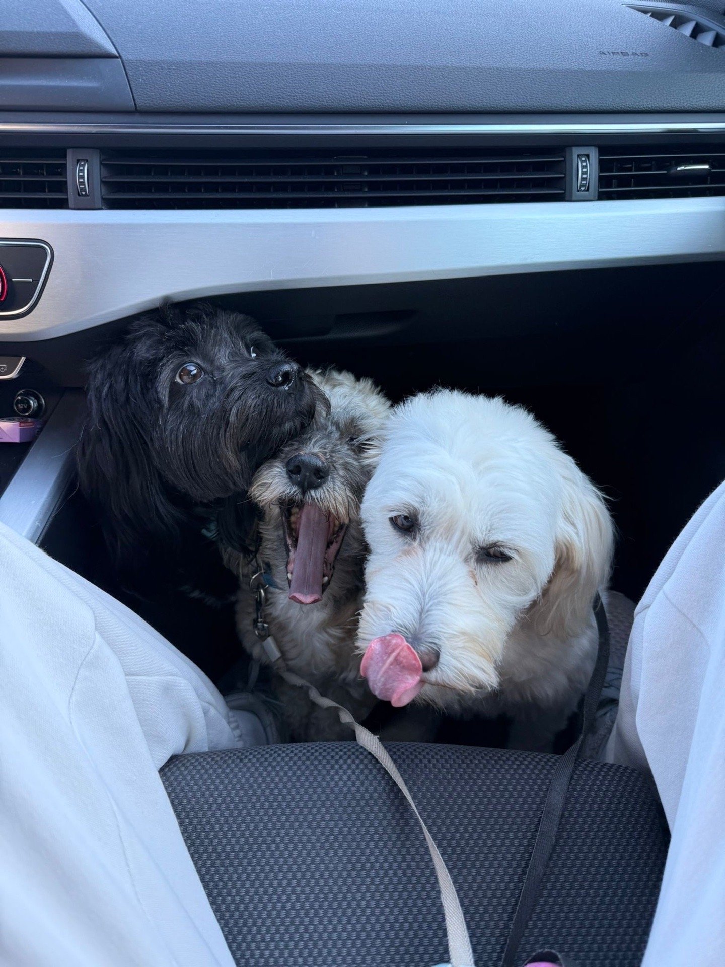 Isabella, pet sitter in Nijmegen, photo 2
