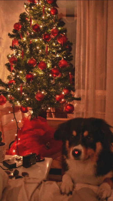 Lilian, pet sitter in Amsterdam, photo 4
