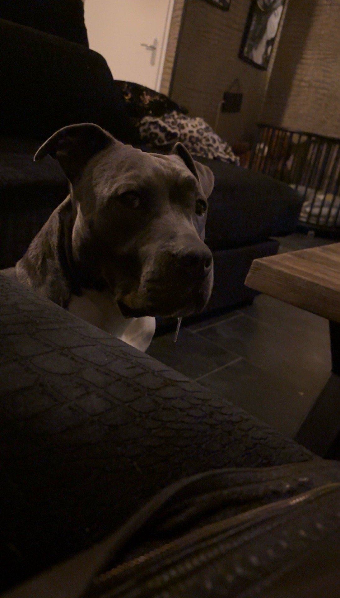 Celeste, pet sitter in Den Haag, photo 5