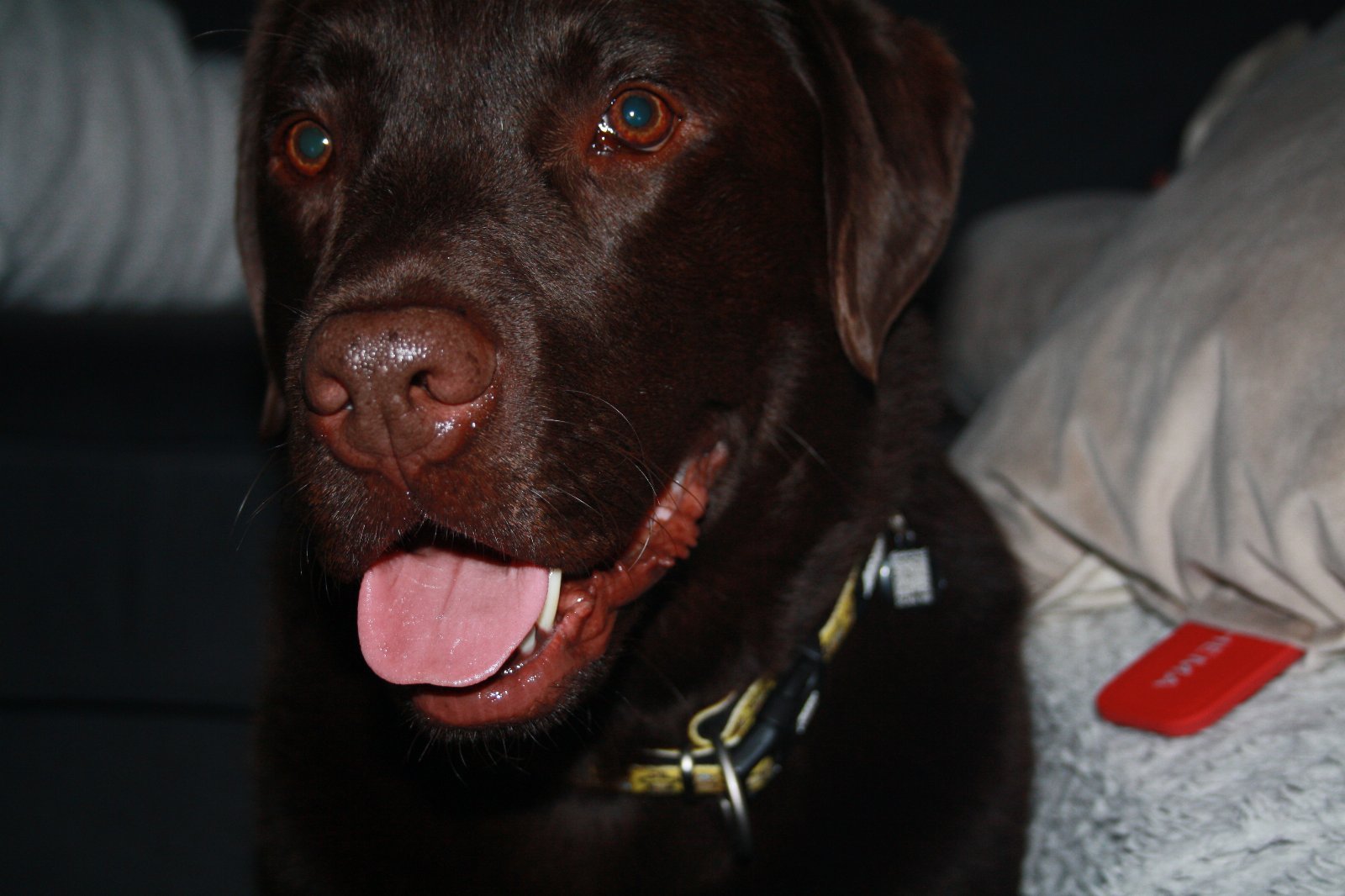 Joëlle, pet sitter in Landsmeer, photo 2