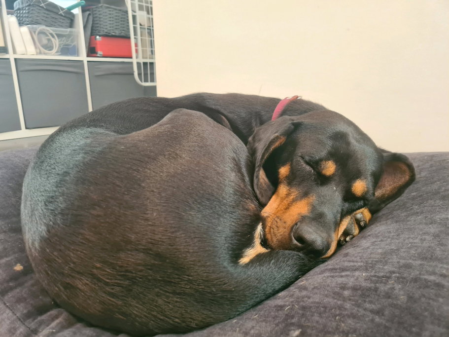 Peter, pet sitter in Utrecht, photo 4