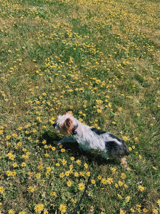 Maria, pet sitter in Amsterdam, photo 1