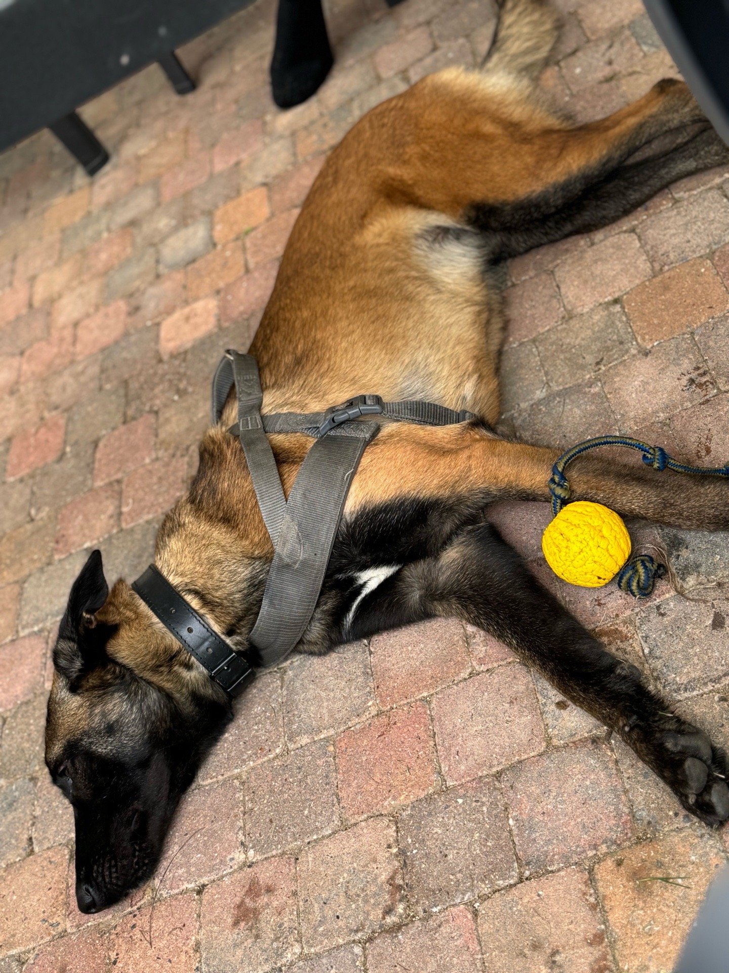 Karlijn, pet sitter in Melderslo, photo 5