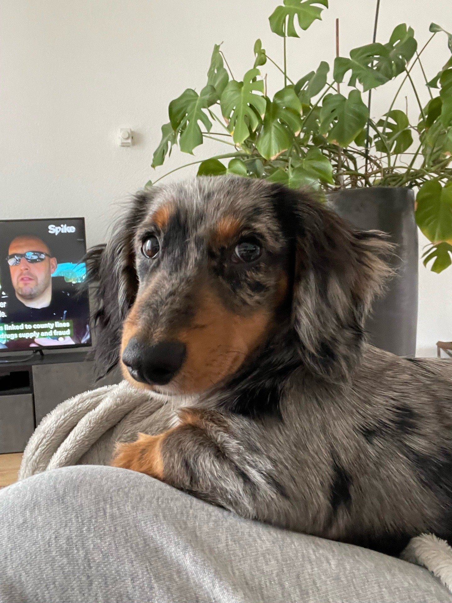 Nikki, pet sitter in den bosch, photo 2