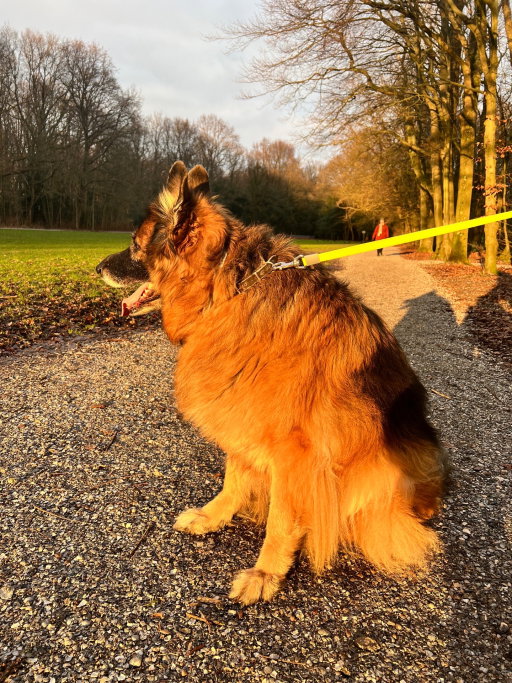 Laura, pet sitter in Amsterdam, photo 3