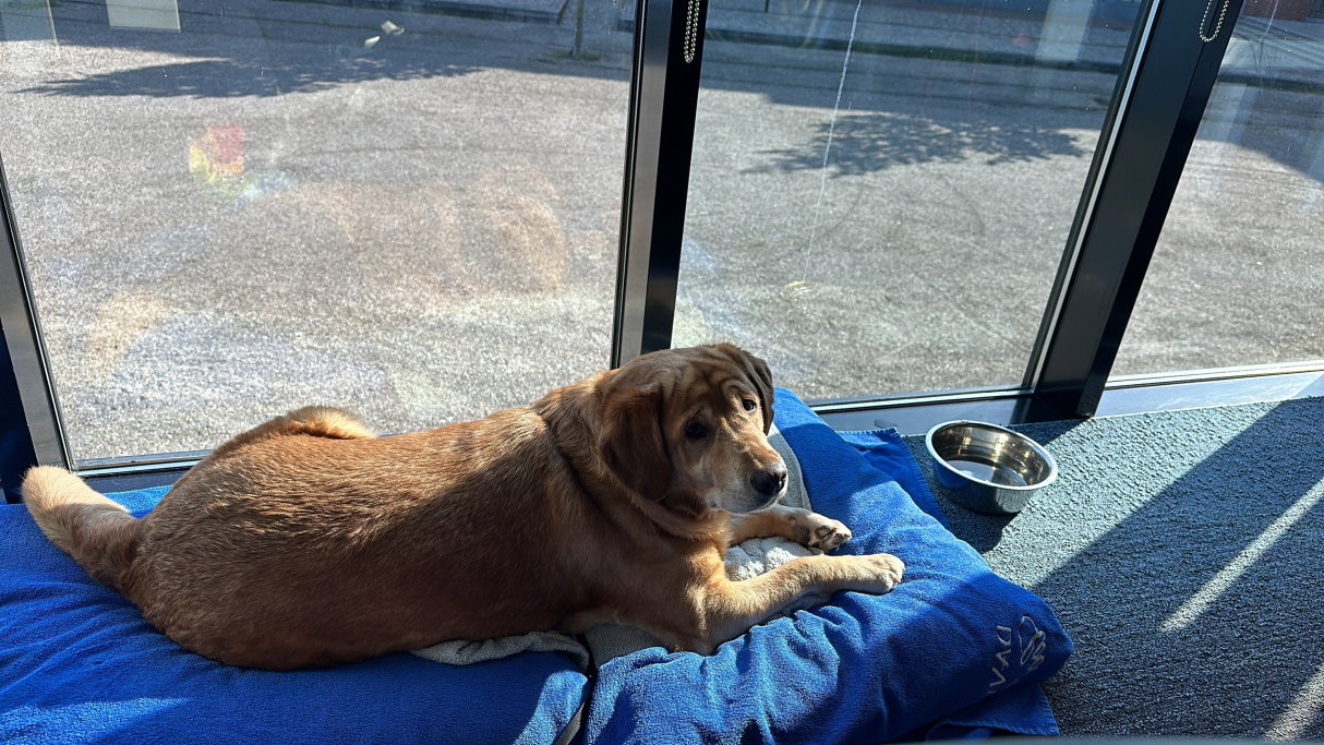 Emily, pet sitter in 's-Gravenhage, photo 5