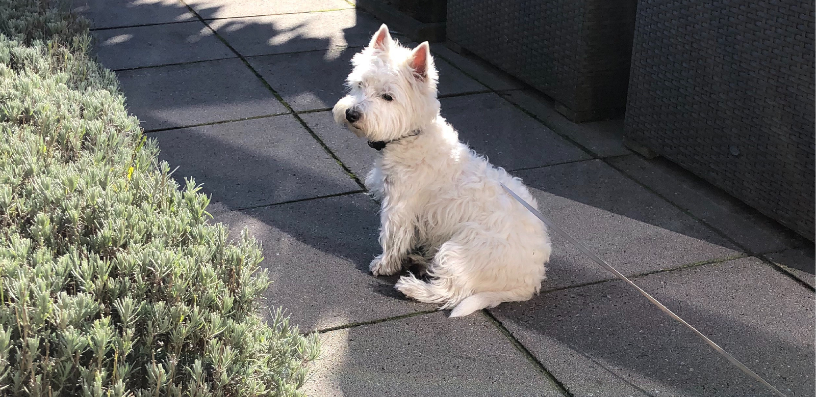Lyda, pet sitter in Zoetermeer, photo 5