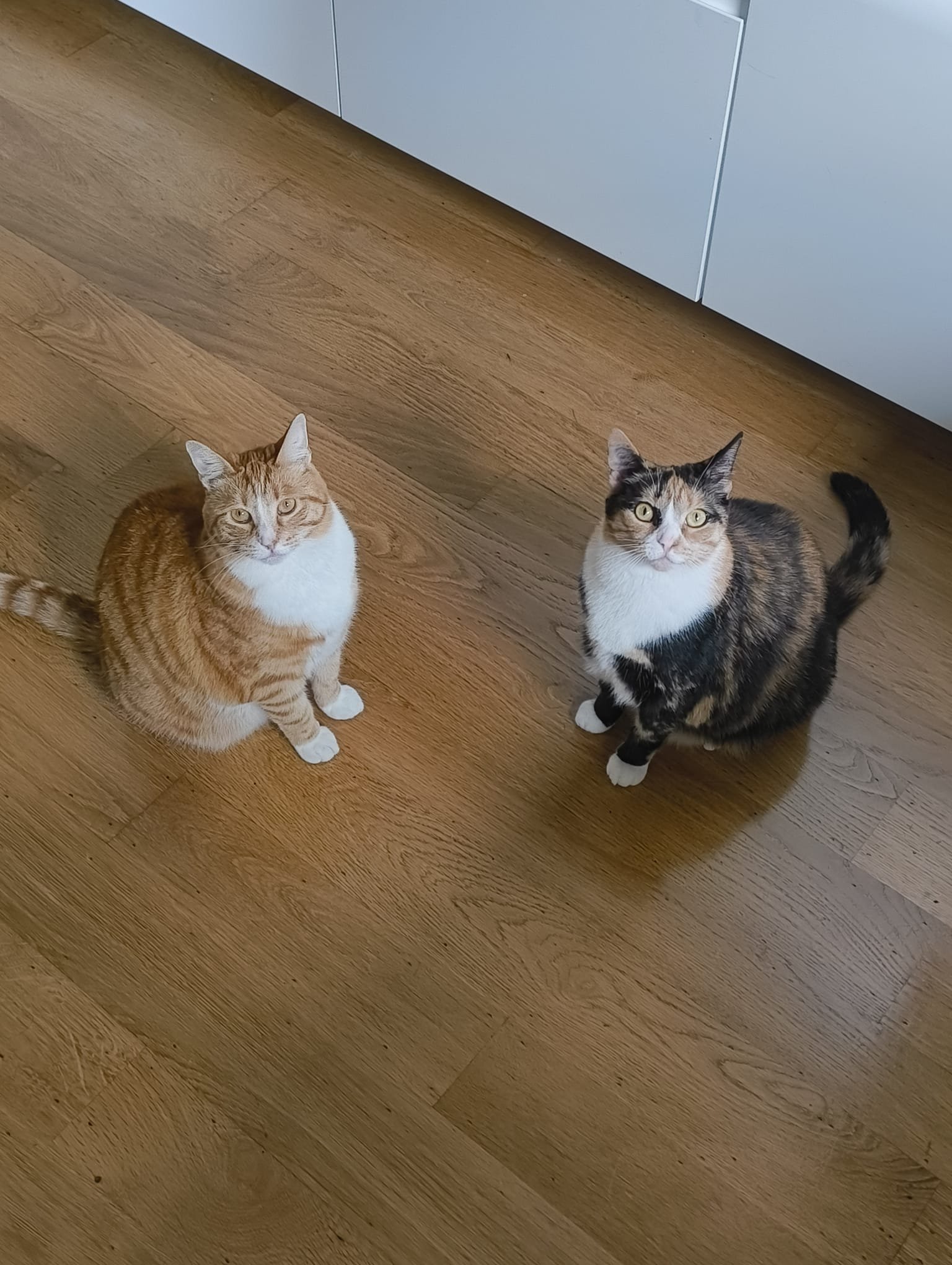 Renee, pet sitter in Hengelo, photo 3