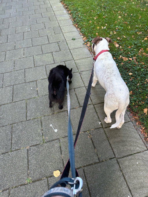 Bo, pet sitter in Rotterdam, photo 5