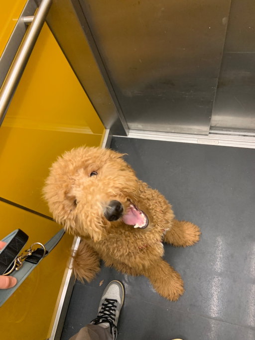Bastian, Tiersitter in München, Foto 5