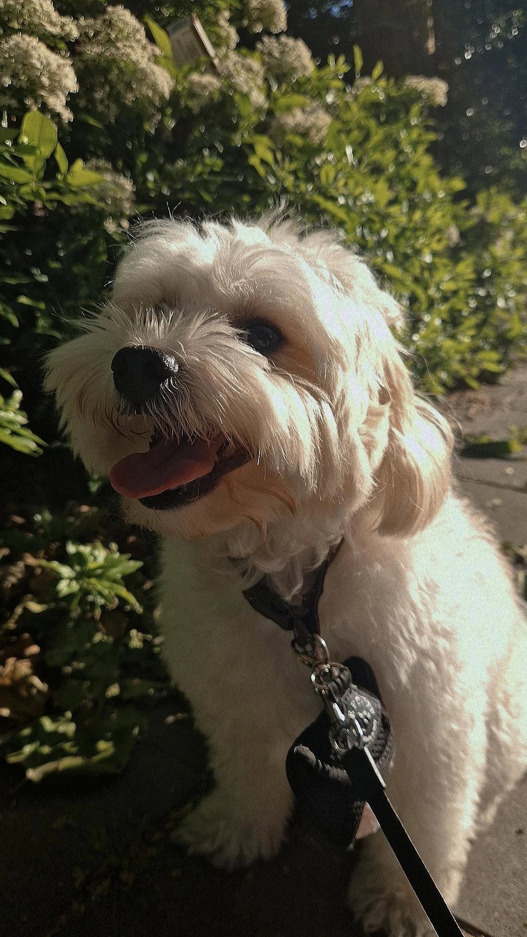 Mafe, pet sitter in 's-Gravenhage, photo 3