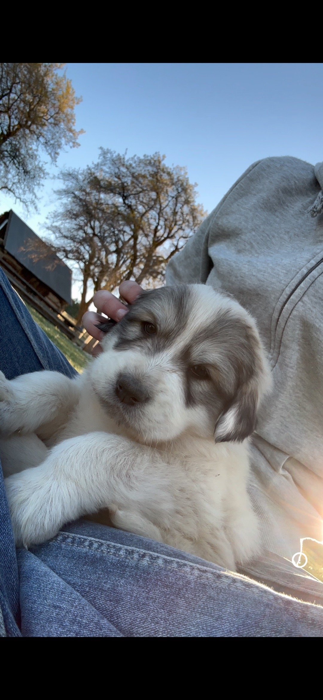 Pien, pet sitter in Rotterdam, photo 1