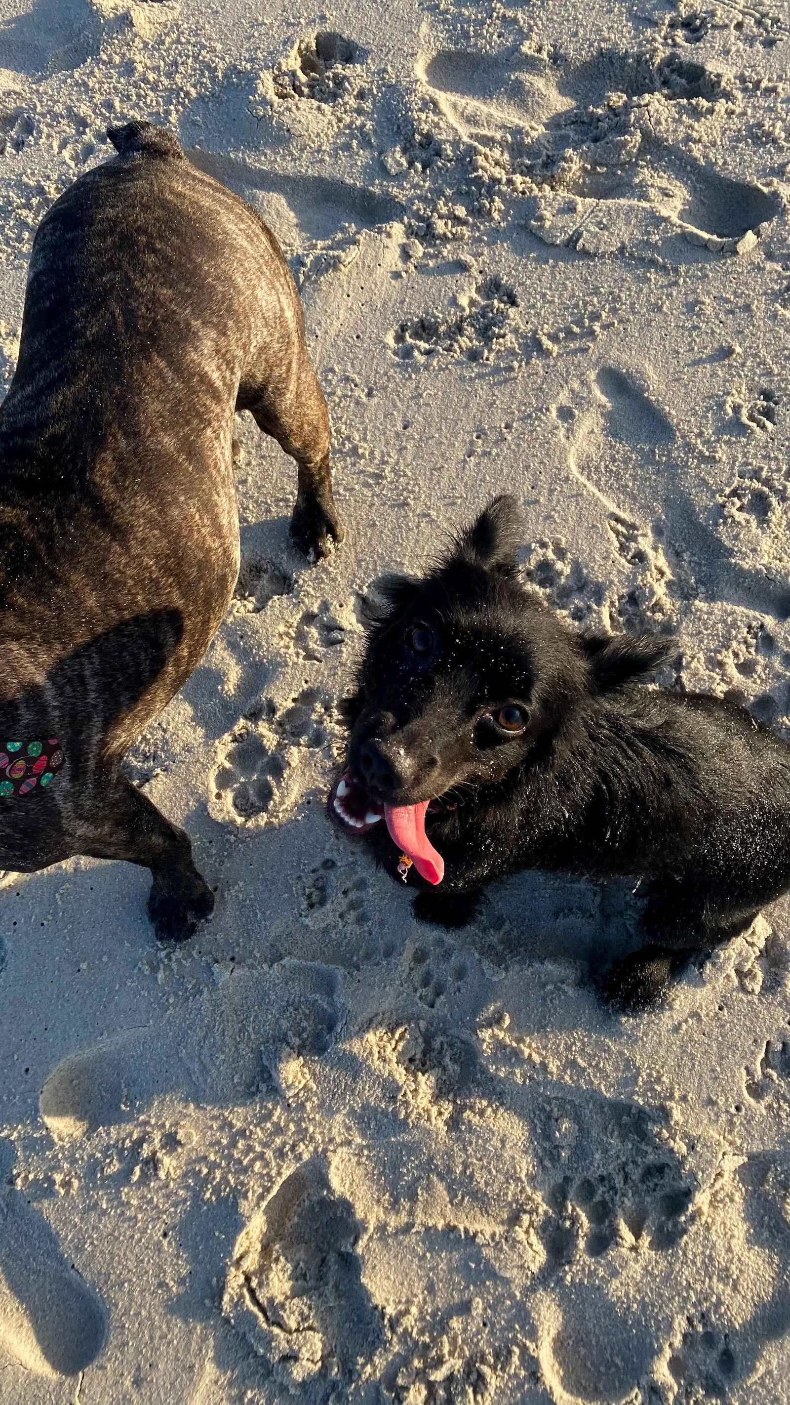Caroline, pet sitter in Zoetermeer, photo 2