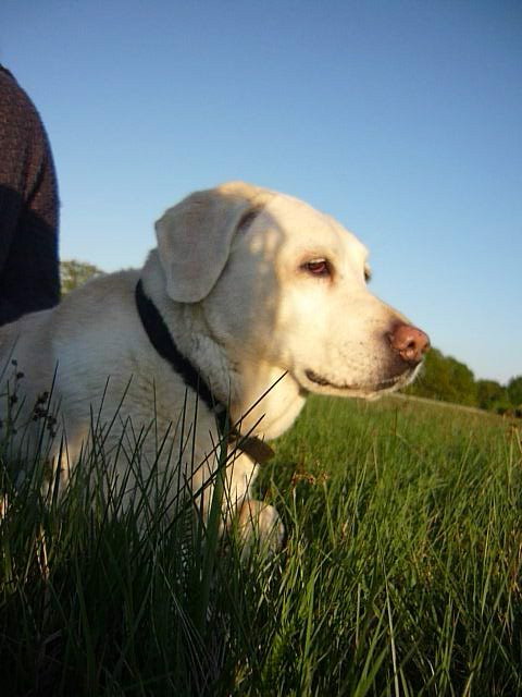 Nicole, Tiersitter in Köln, Foto 1