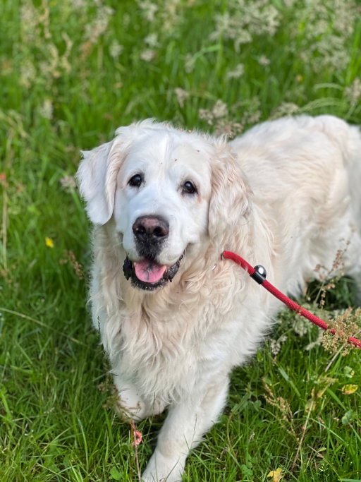 Angel, pet sitter in Bussum, photo 2