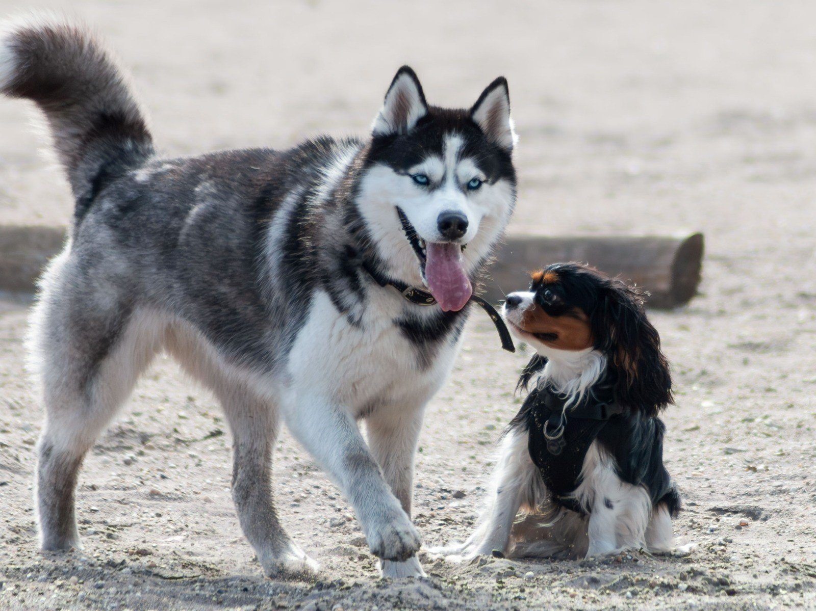 Gunta, pet sitter in Hilversum, photo 5
