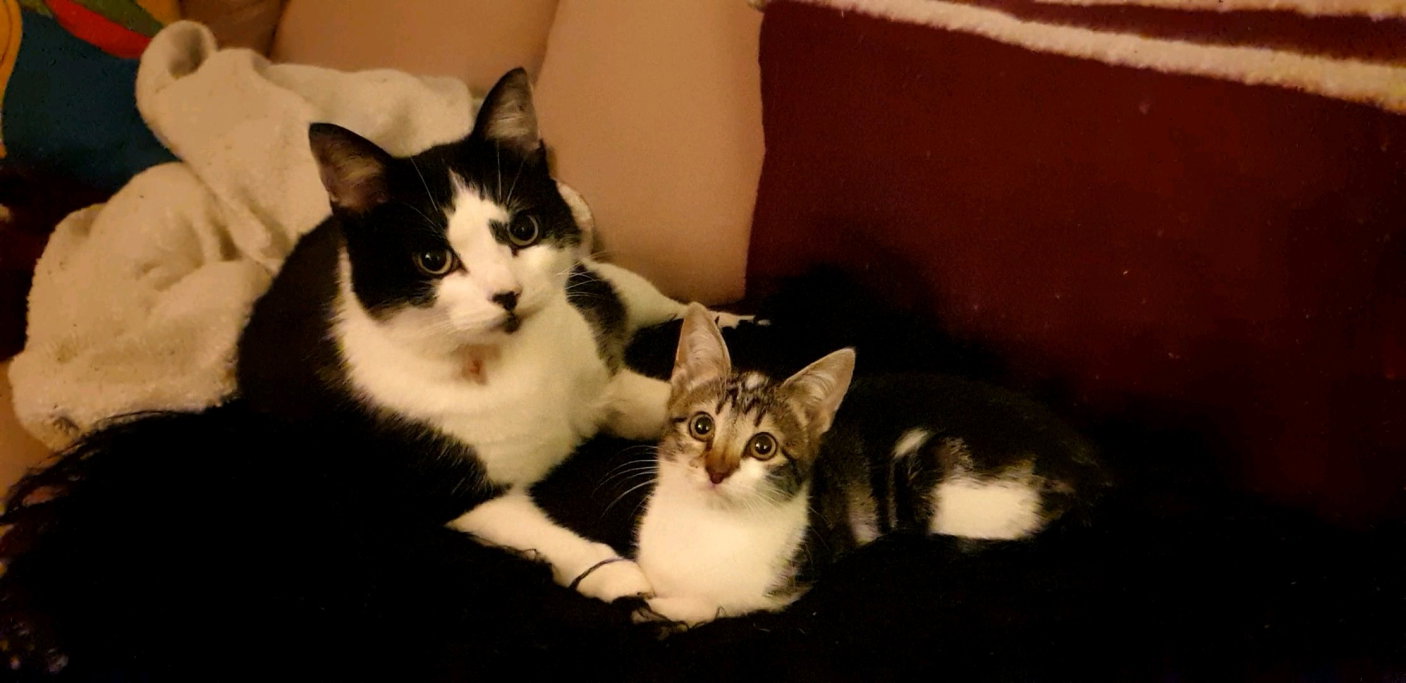 Jiska, pet sitter in Mijdrecht, photo 1
