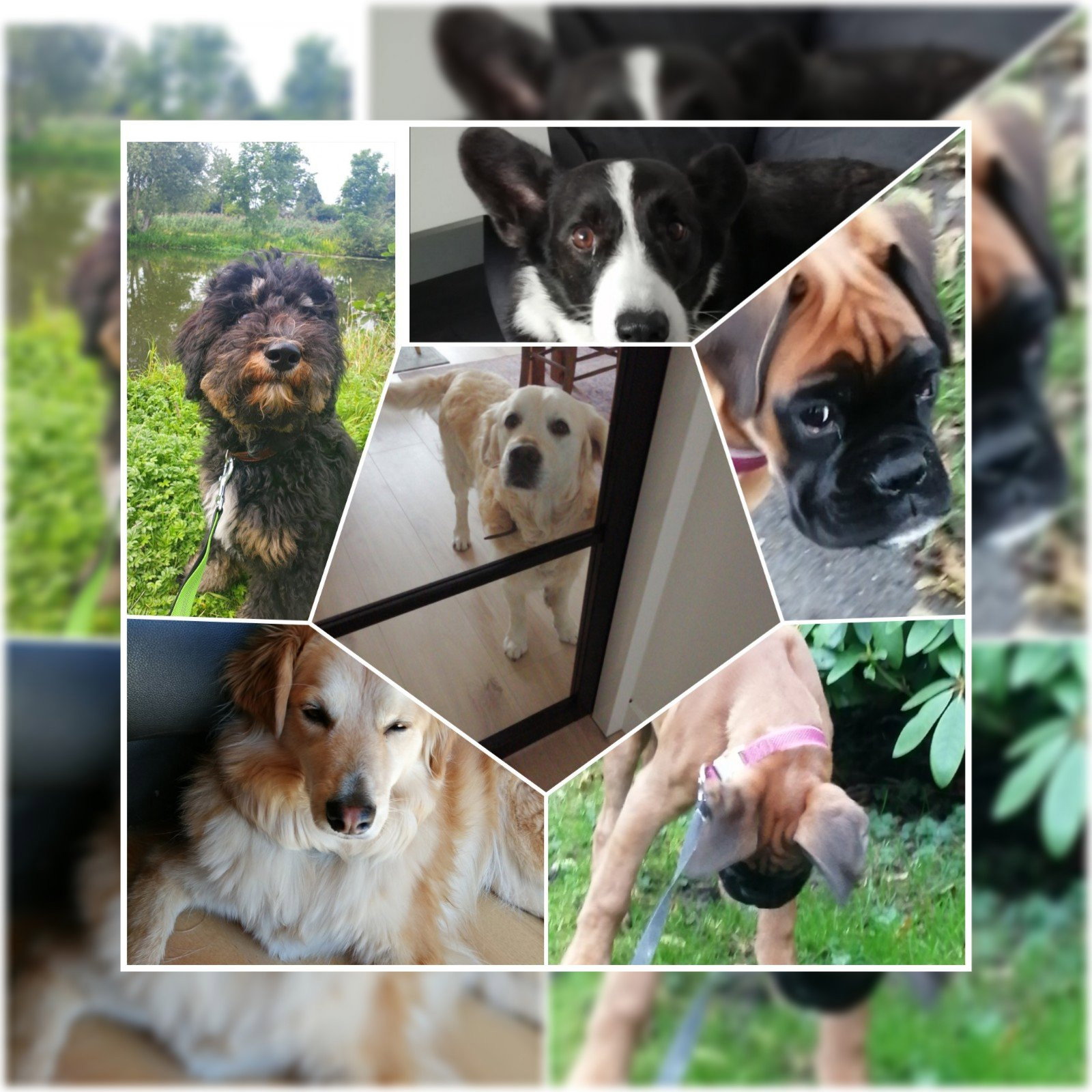 Colette, pet sitter in Woerden, photo 1