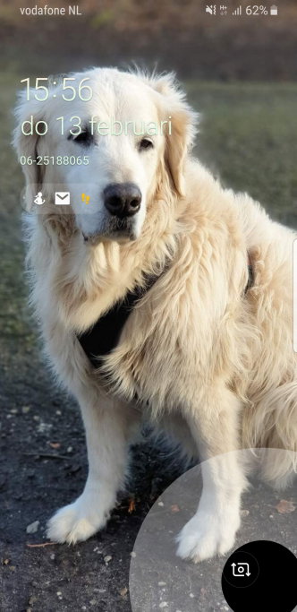 Theo, pet sitter in Landgraaf, photo 1