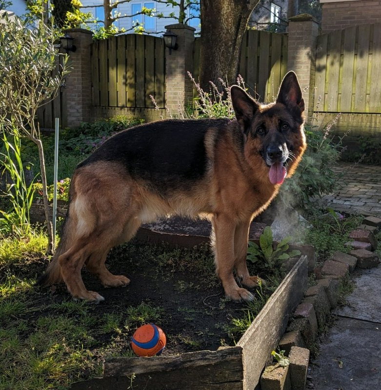 Valeria, dierenoppas in Rotterdam, foto 1