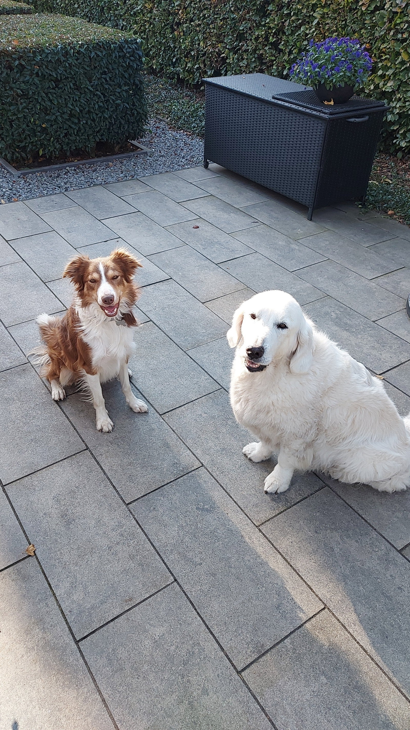 Samantha, pet sitter in Oudenbosch, photo 5