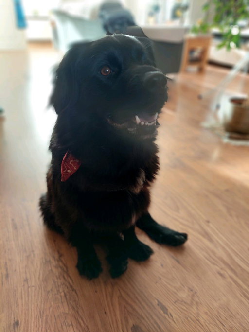 Roberto, pet sitter in Middelburg, photo 4