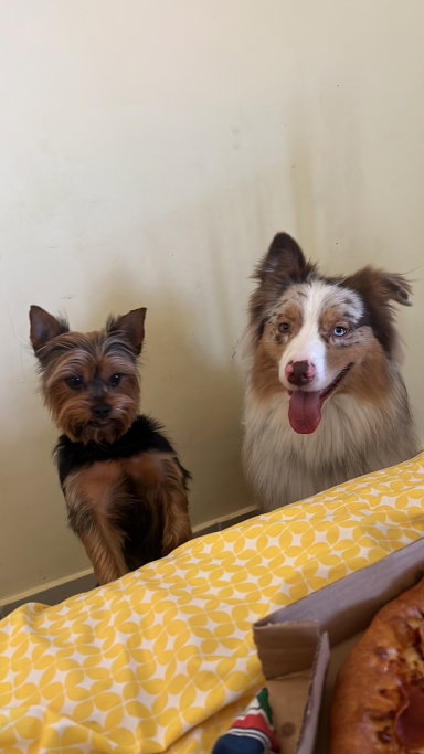 Andres & Martyna, pet sitter in Lelystad, photo 1