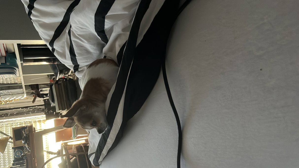 Karma, Tiersitter in Hamburg, Foto 4