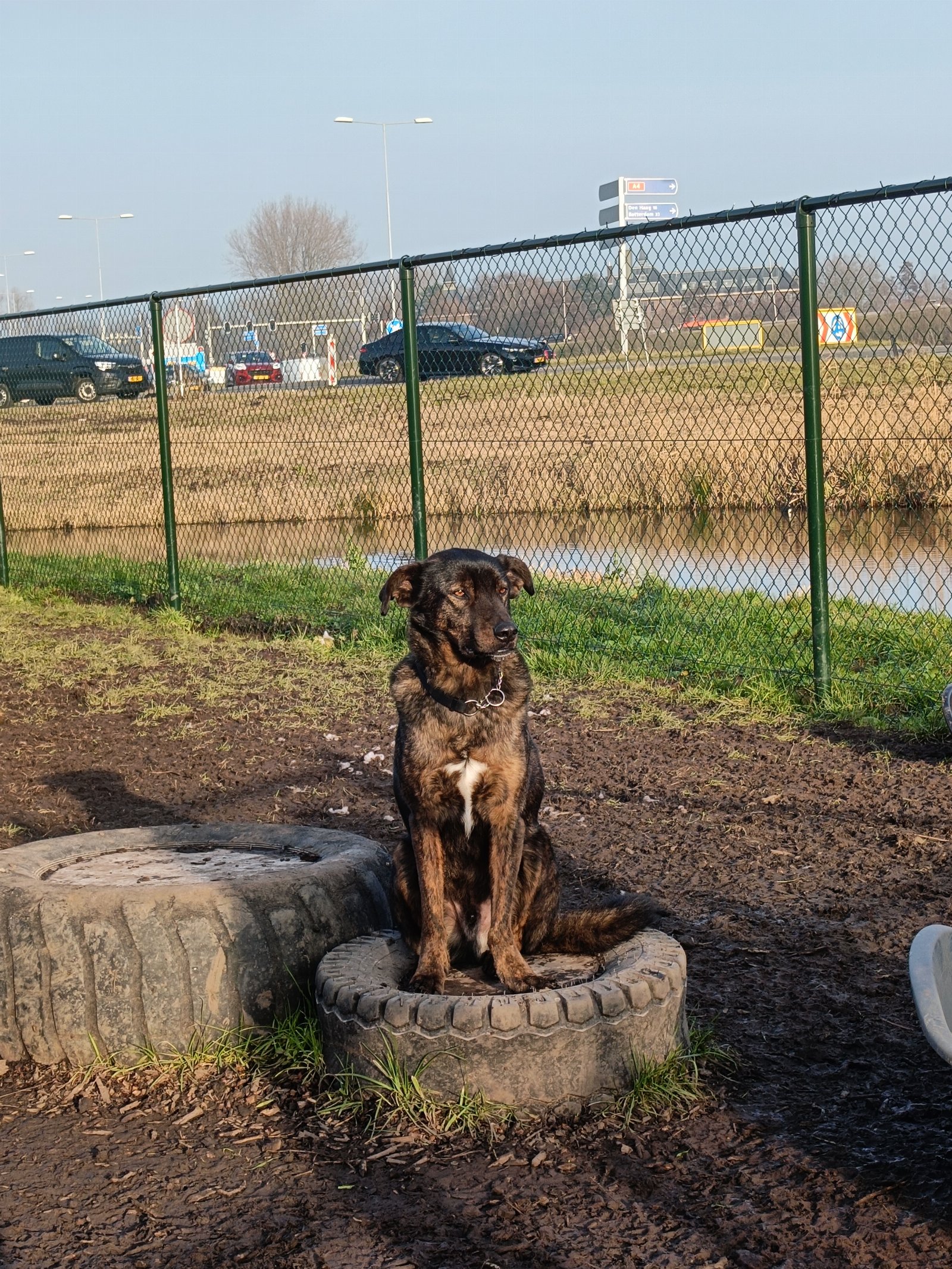 Maxime, dierenoppas in Leiden, foto 4
