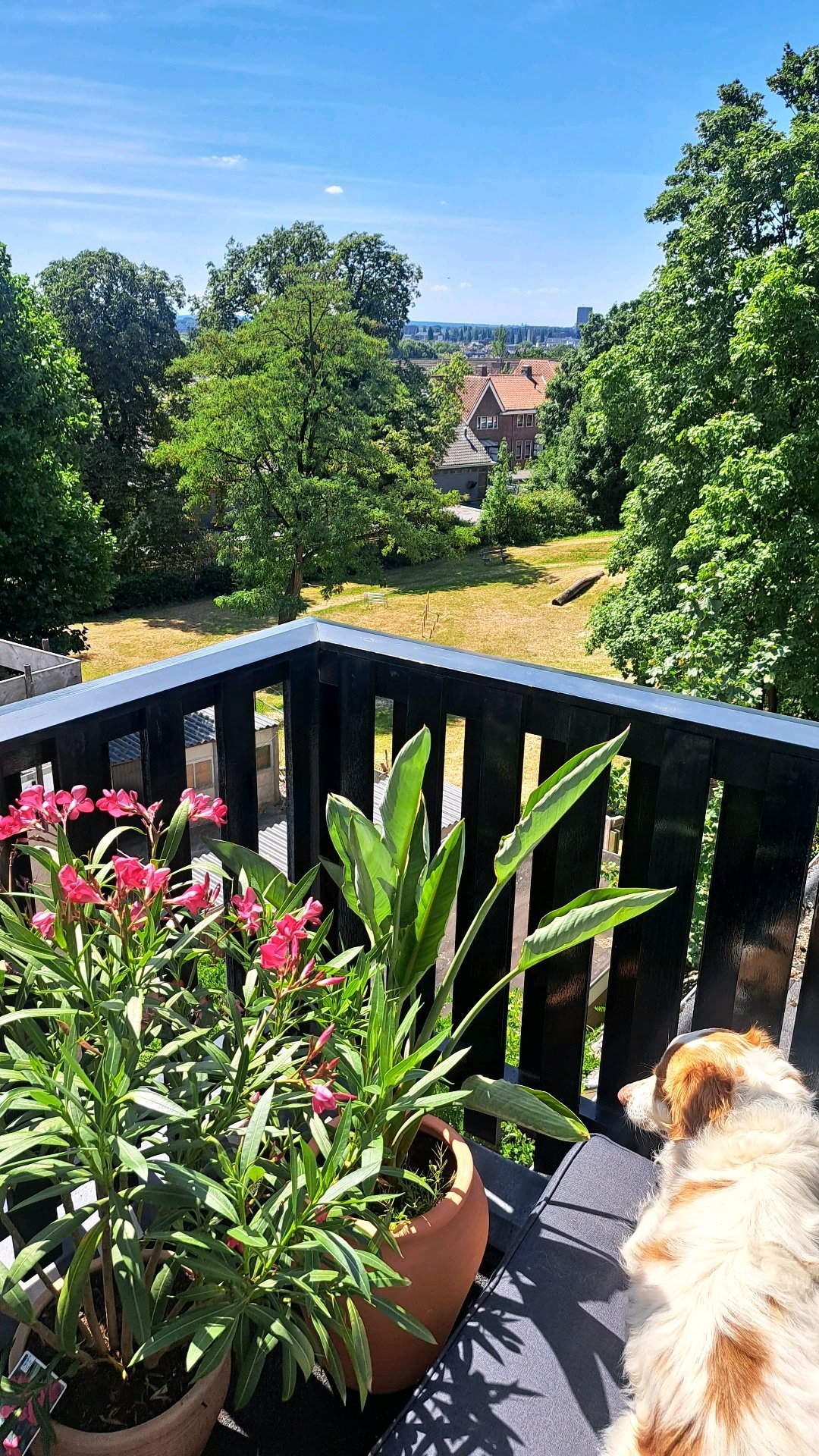 Jill, dierenoppas in Arnhem, foto 5