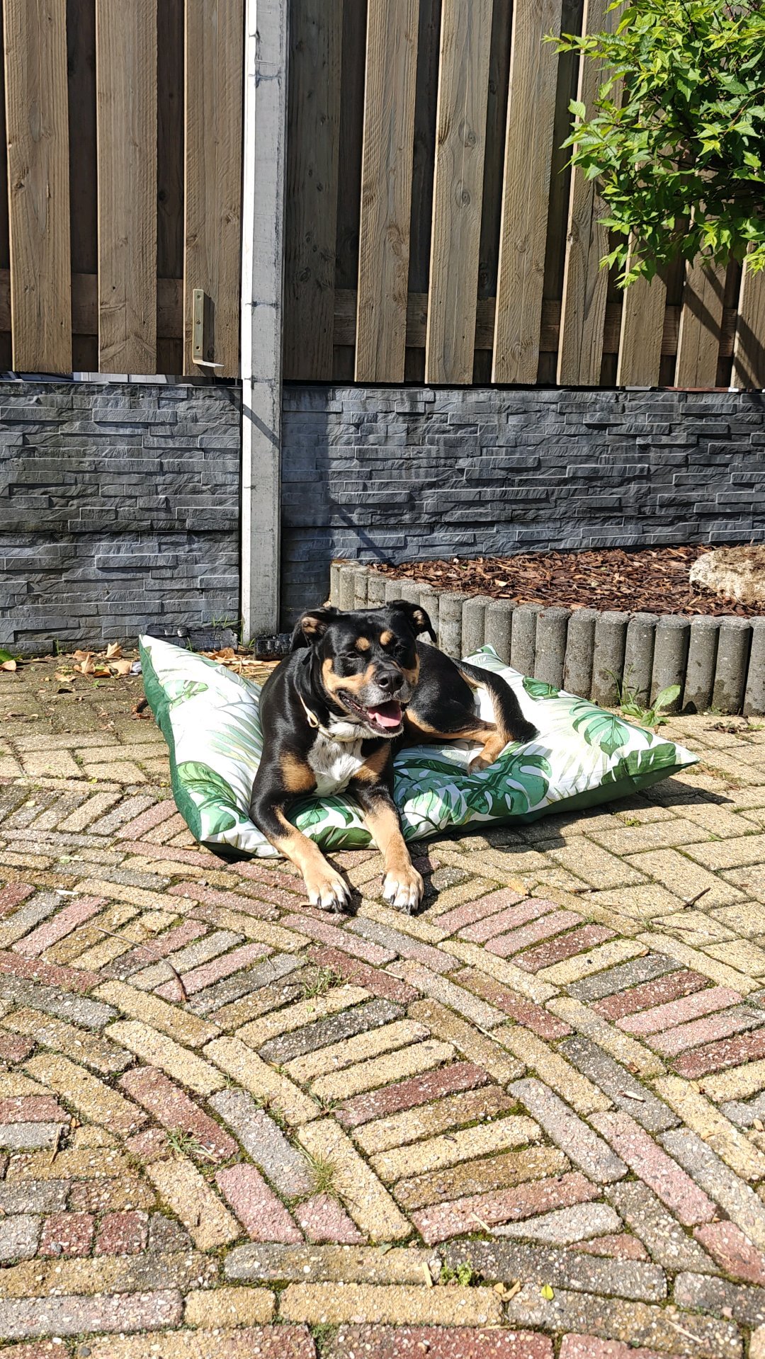 Kate, pet sitter in Enkhuizen, photo 1