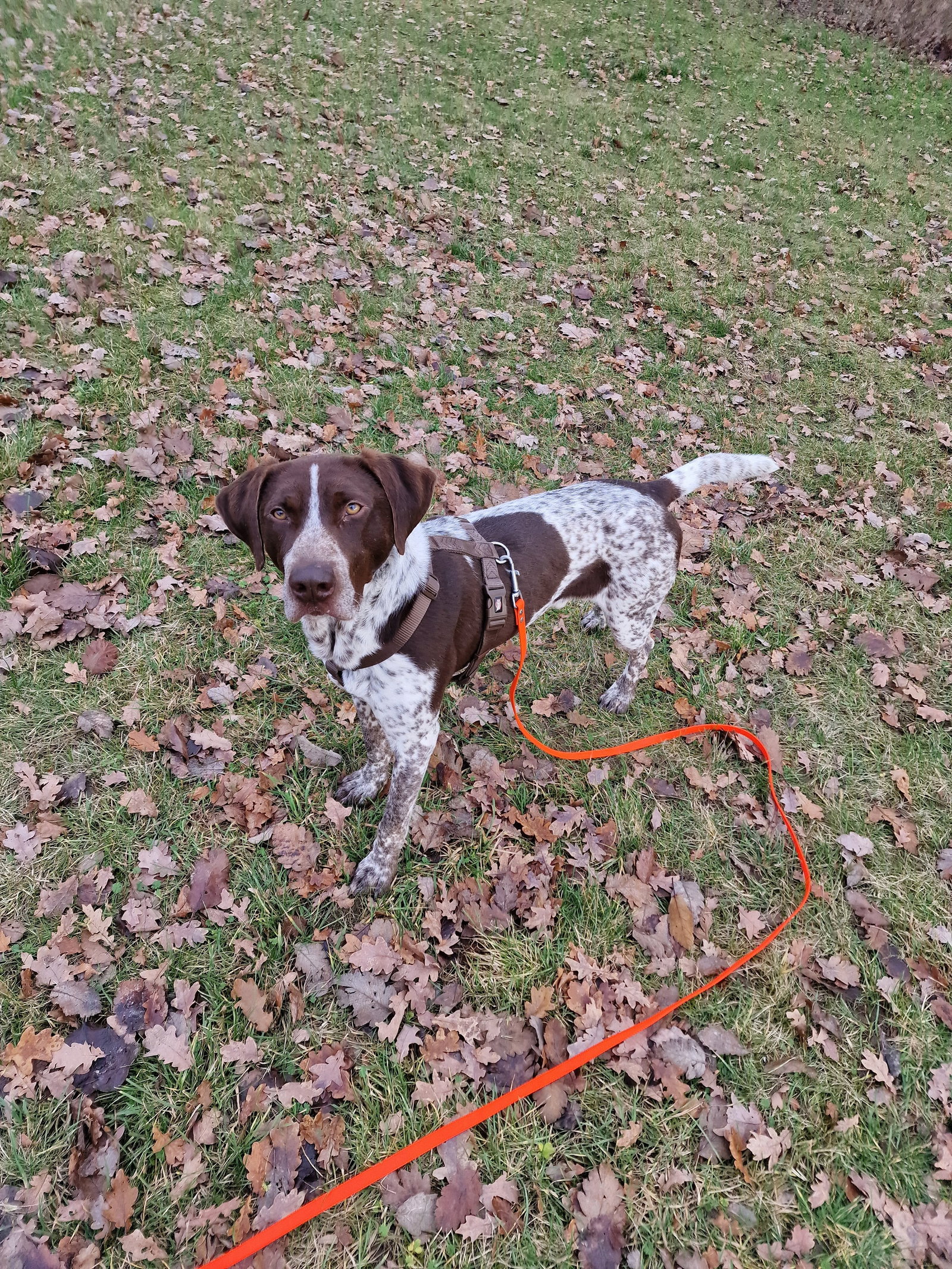 Jana, Tiersitter in Hannover, Foto 2