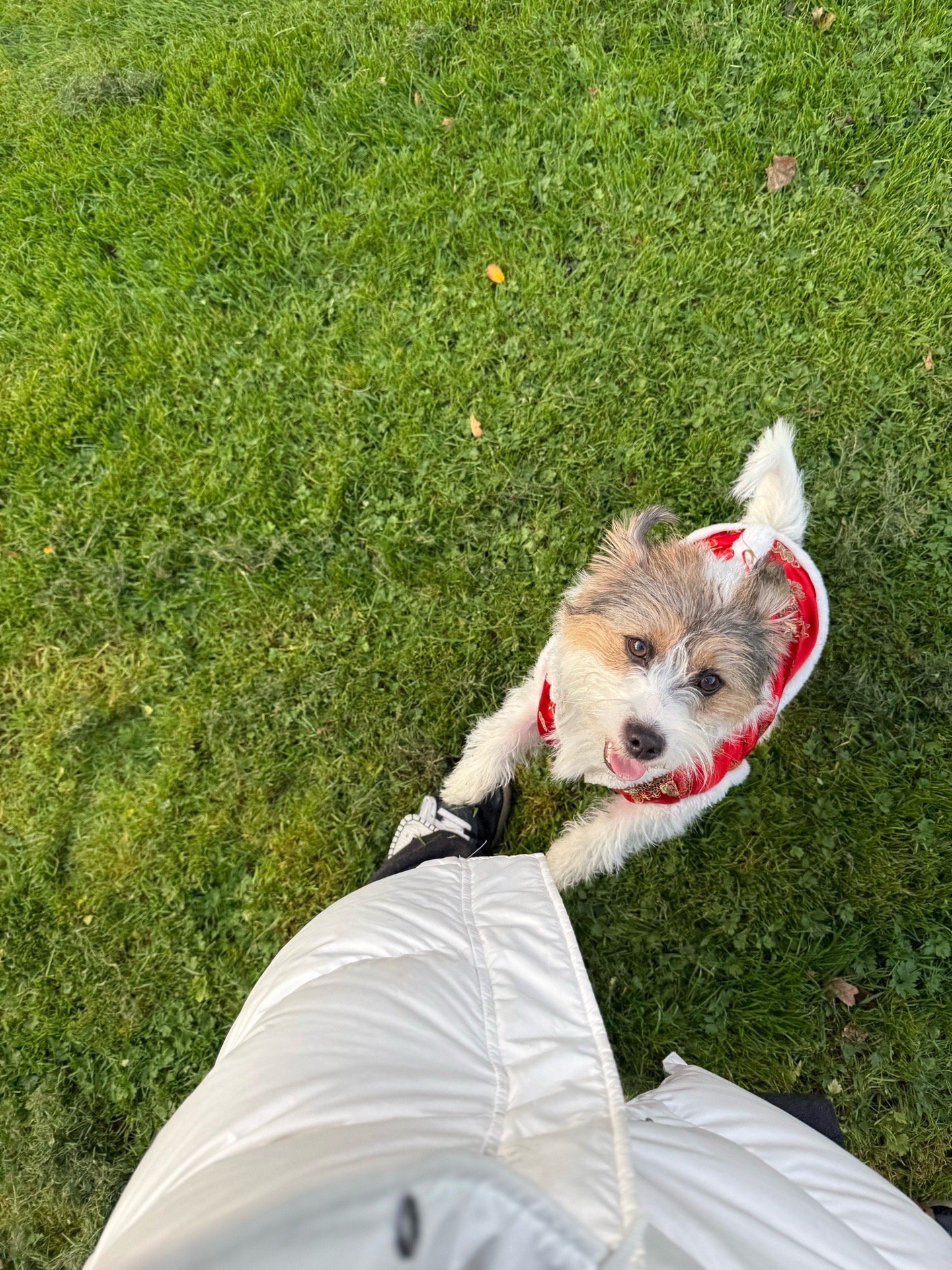 Cindy, pet sitter in Rijswijk, photo 5
