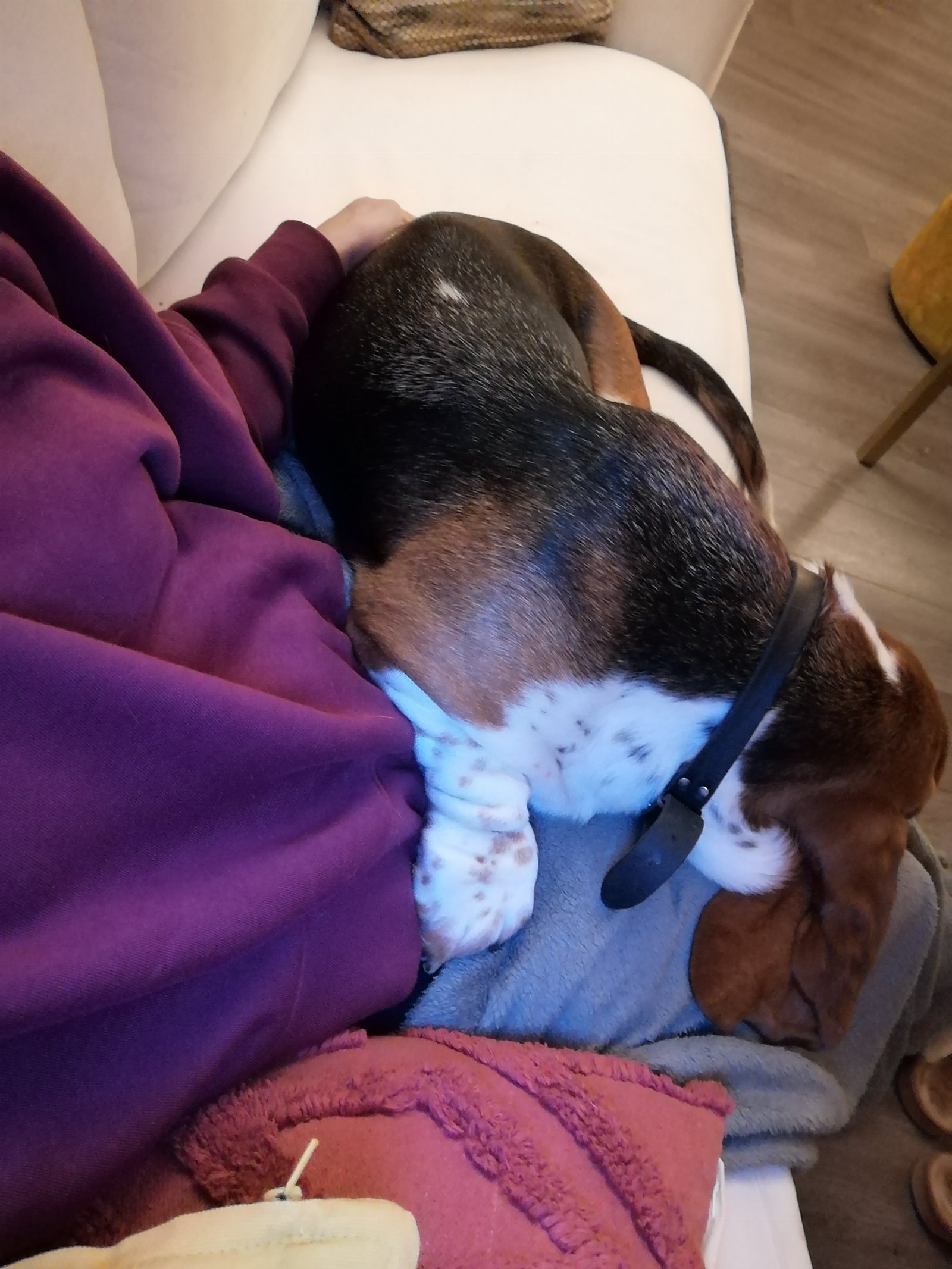 Laura, pet sitter in Groningen, photo 1