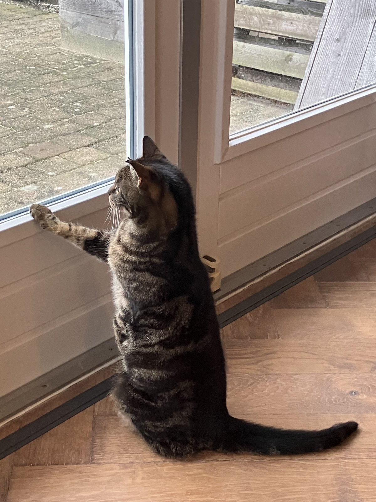 Richard, pet sitter in Dalfsen, photo 3