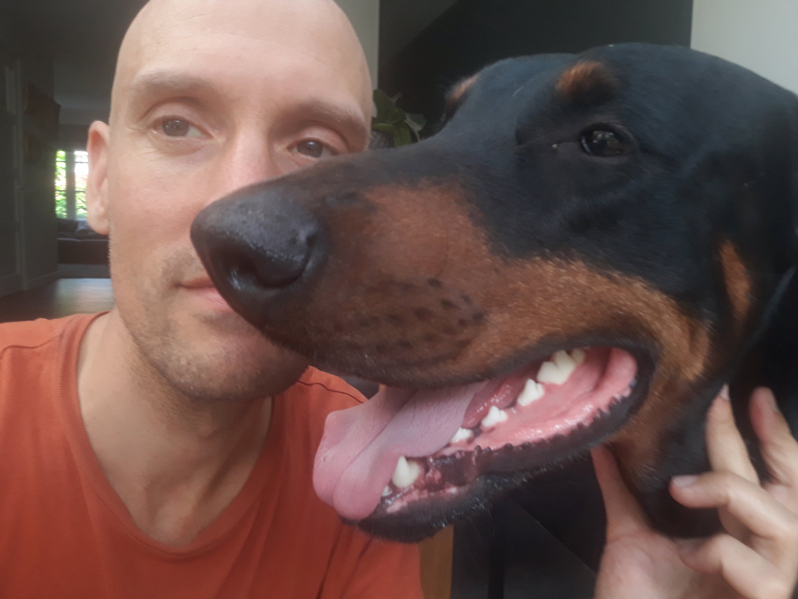 Ludo, pet sitter in Ulvenhout, photo 2