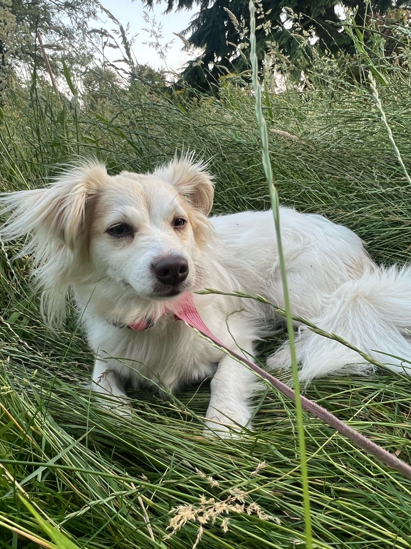 Varja, pet sitter in Groningen , photo 4