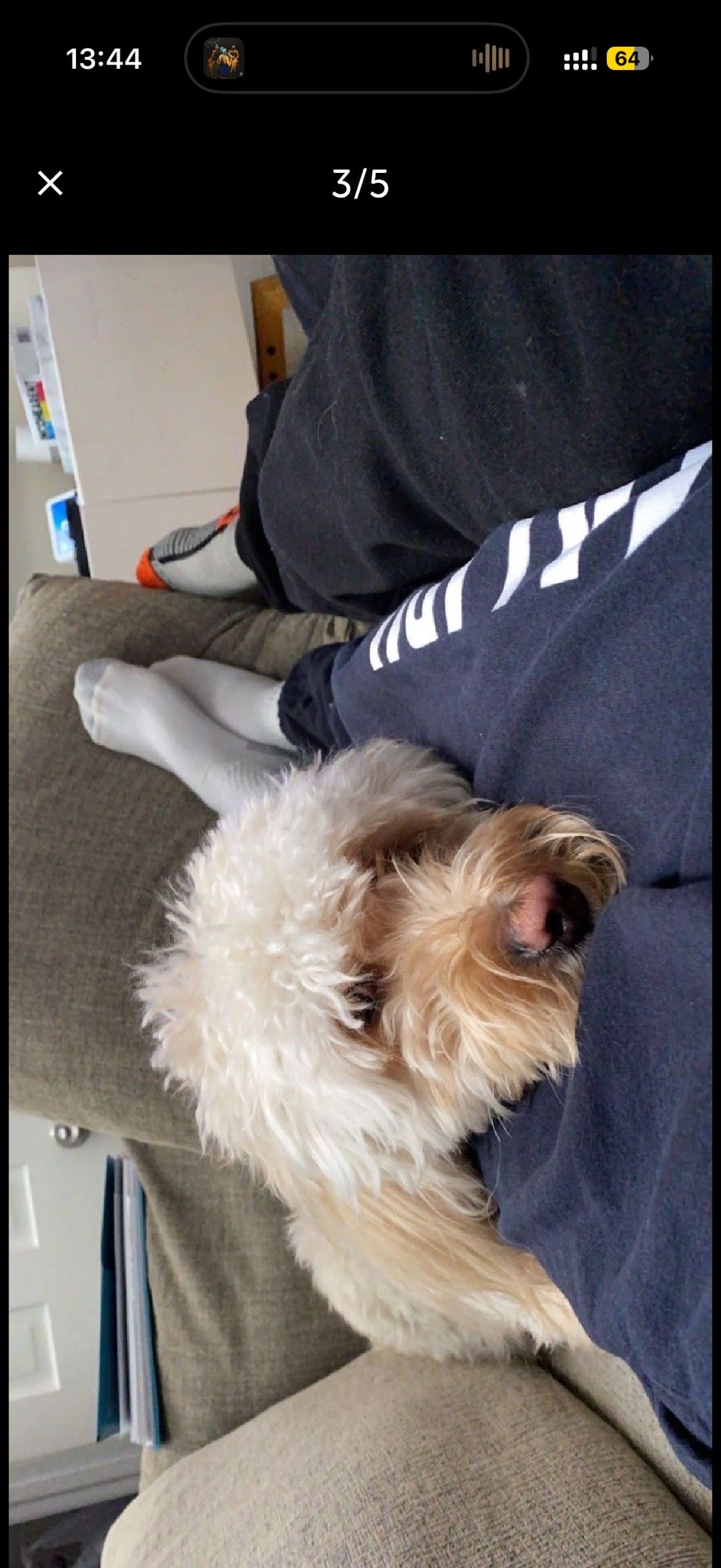 Lukas, pet sitter in Amsterdam, photo 2