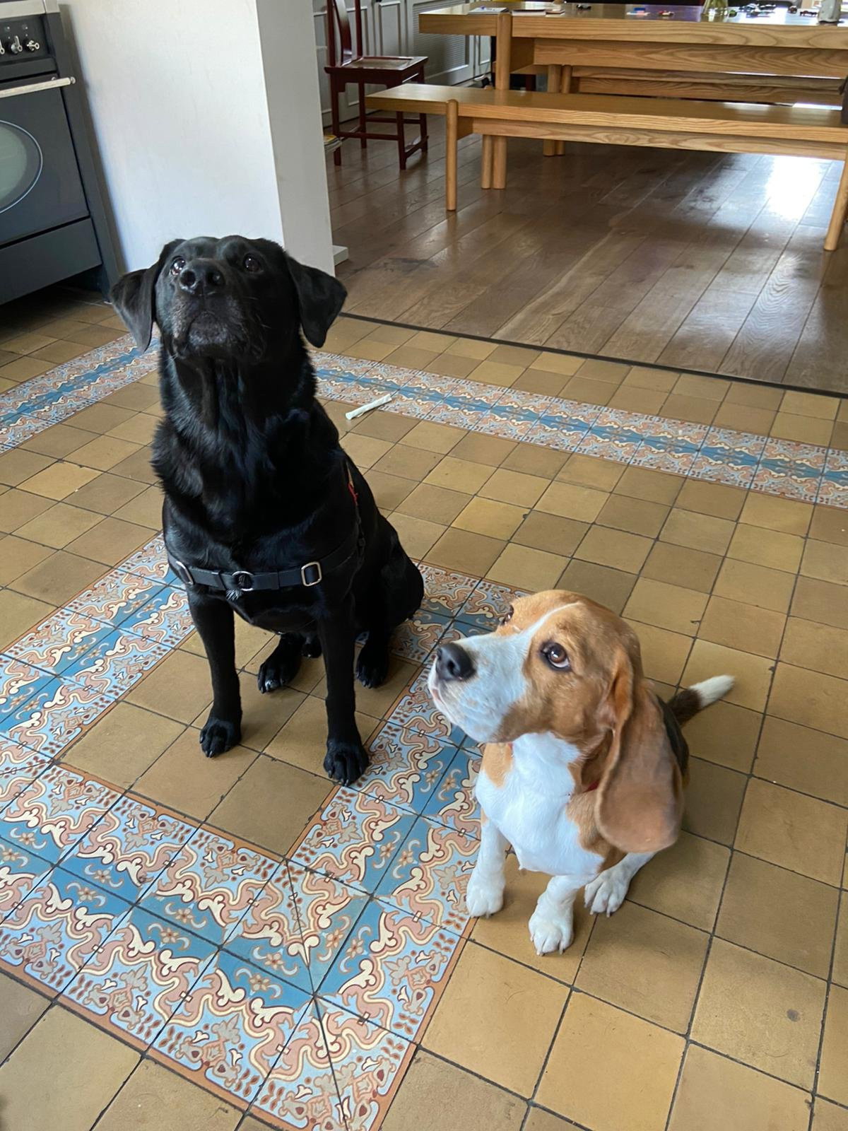 ieleke, pet sitter in Eemnes, photo 3