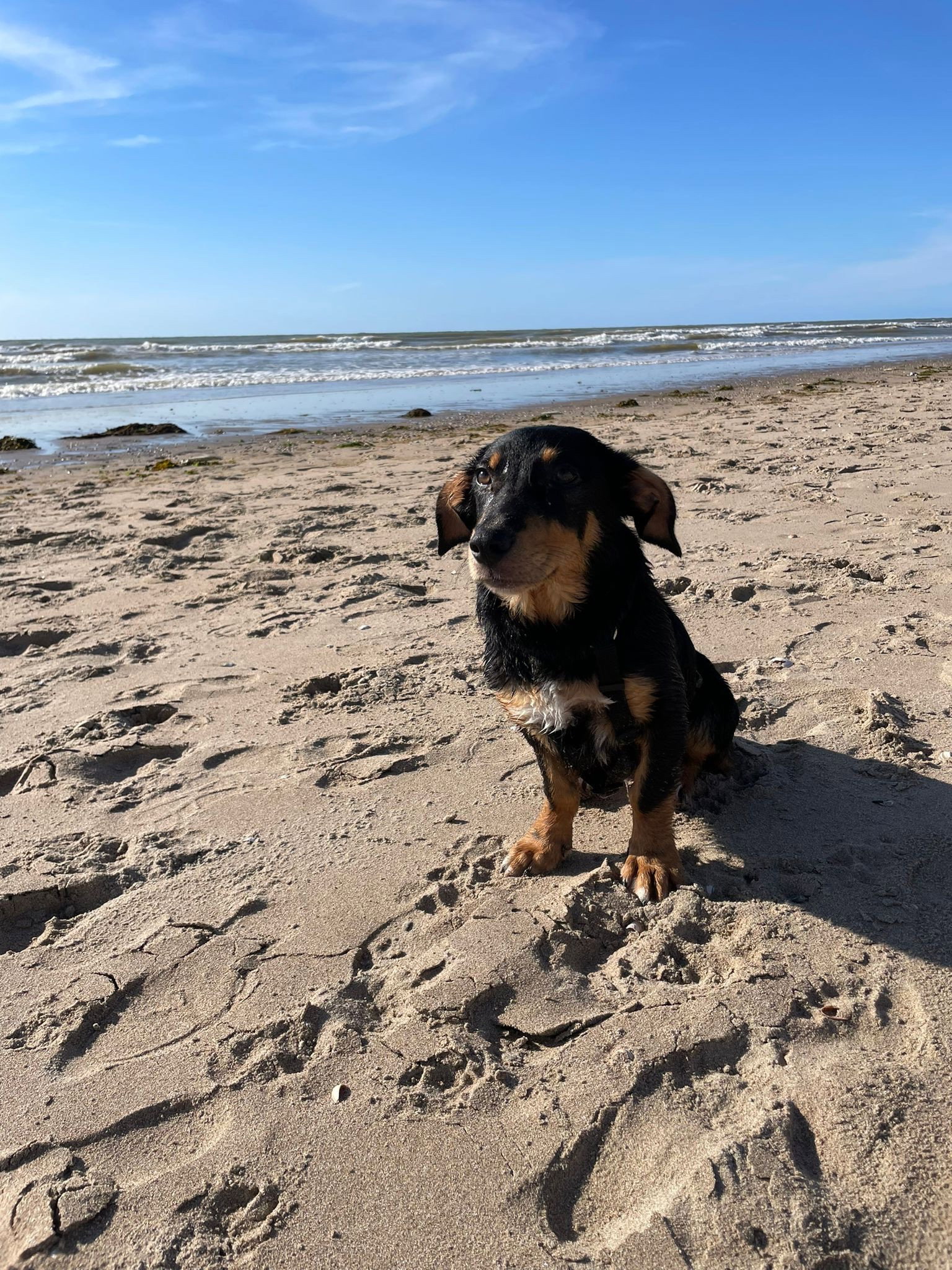 Bas, pet sitter in Leiden, photo 5