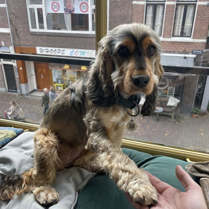 Barend, dierenoppas in Utrecht, foto 5