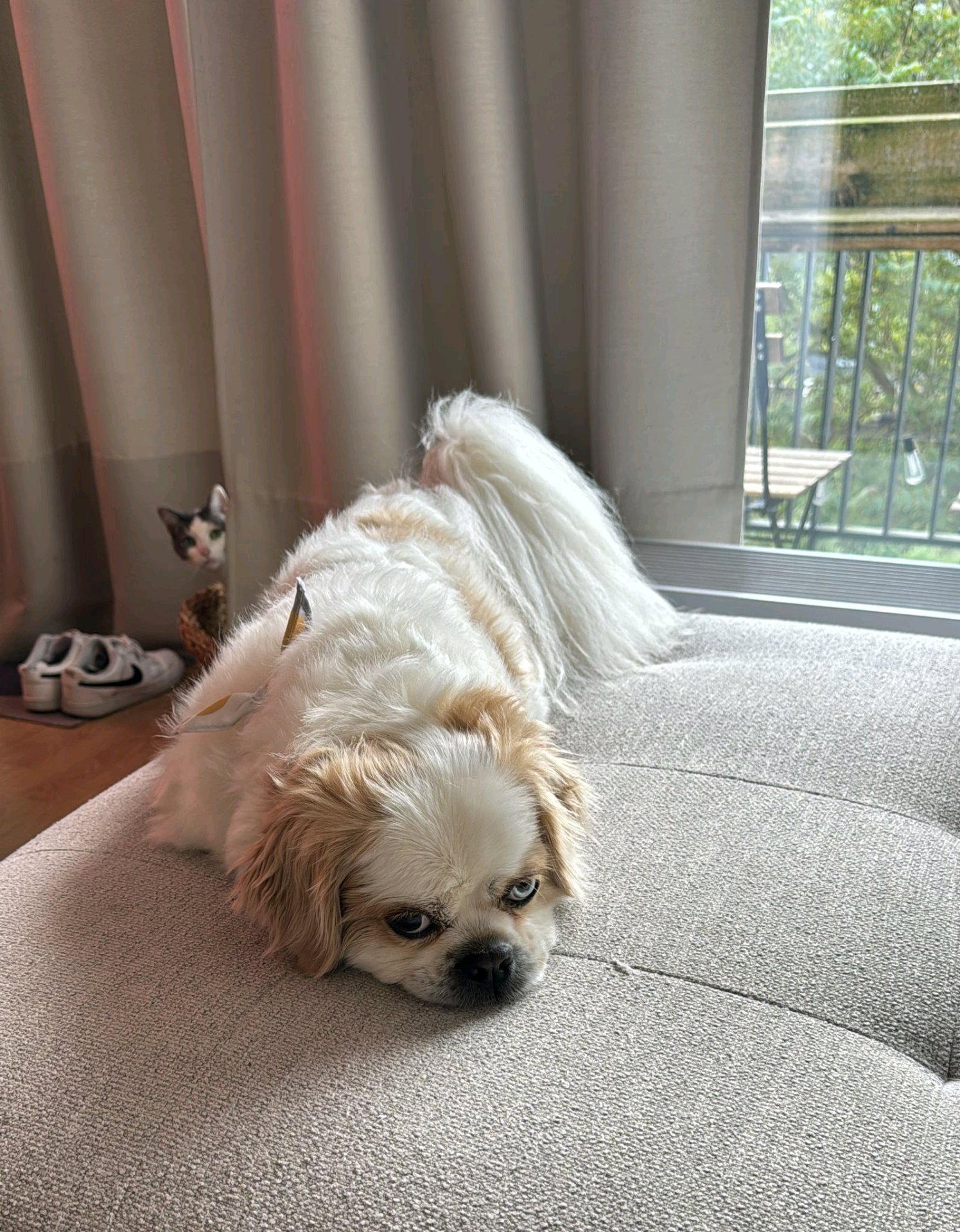 Colette, pet sitter in Woerden, photo 5