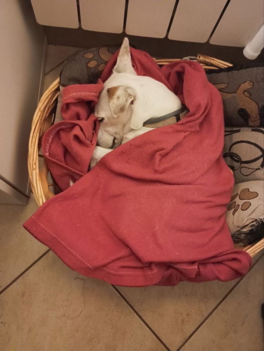 Clara, pet sitter in Amsterdam, photo 2