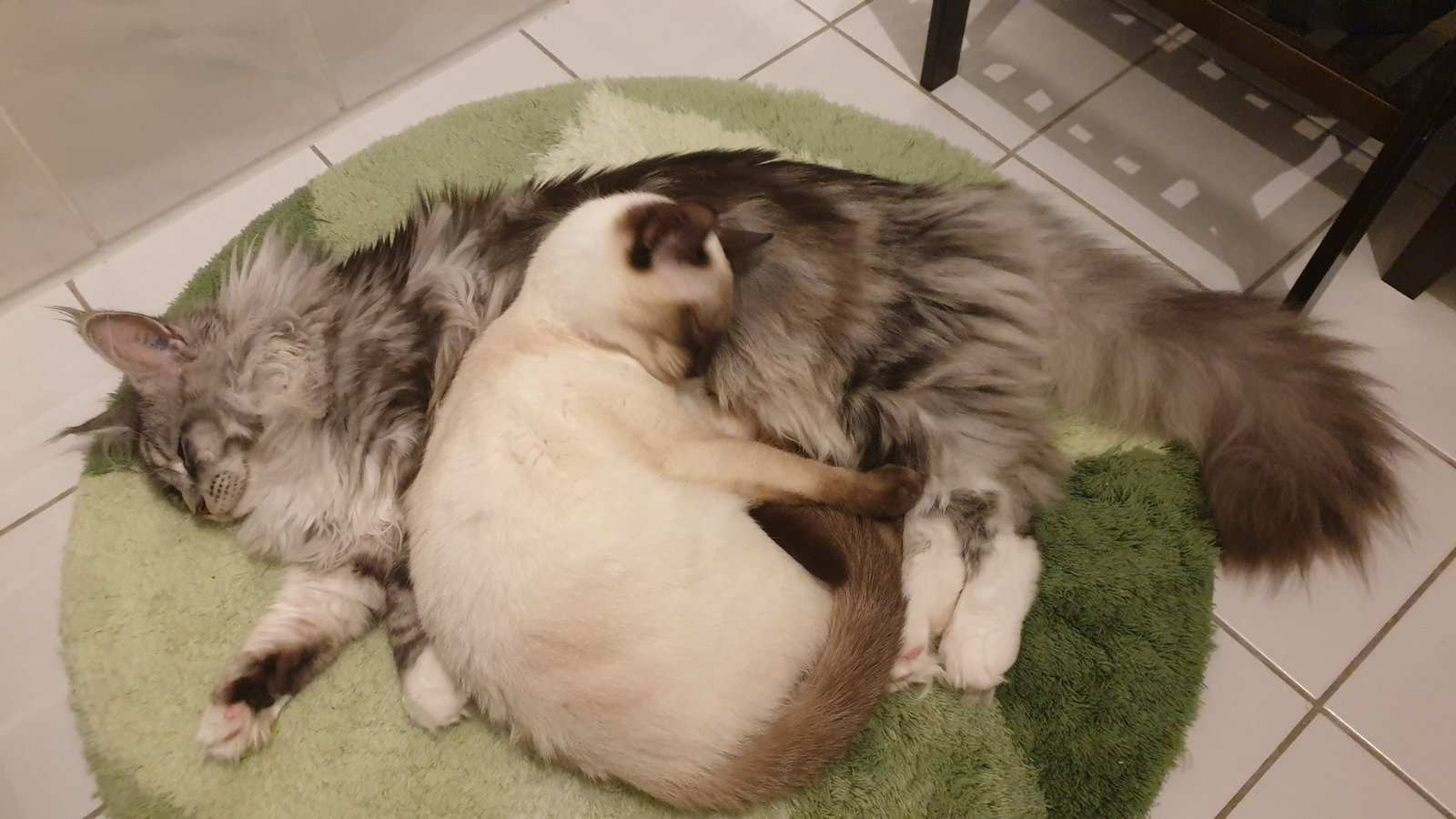 Sophia, pet sitter in München, photo 5