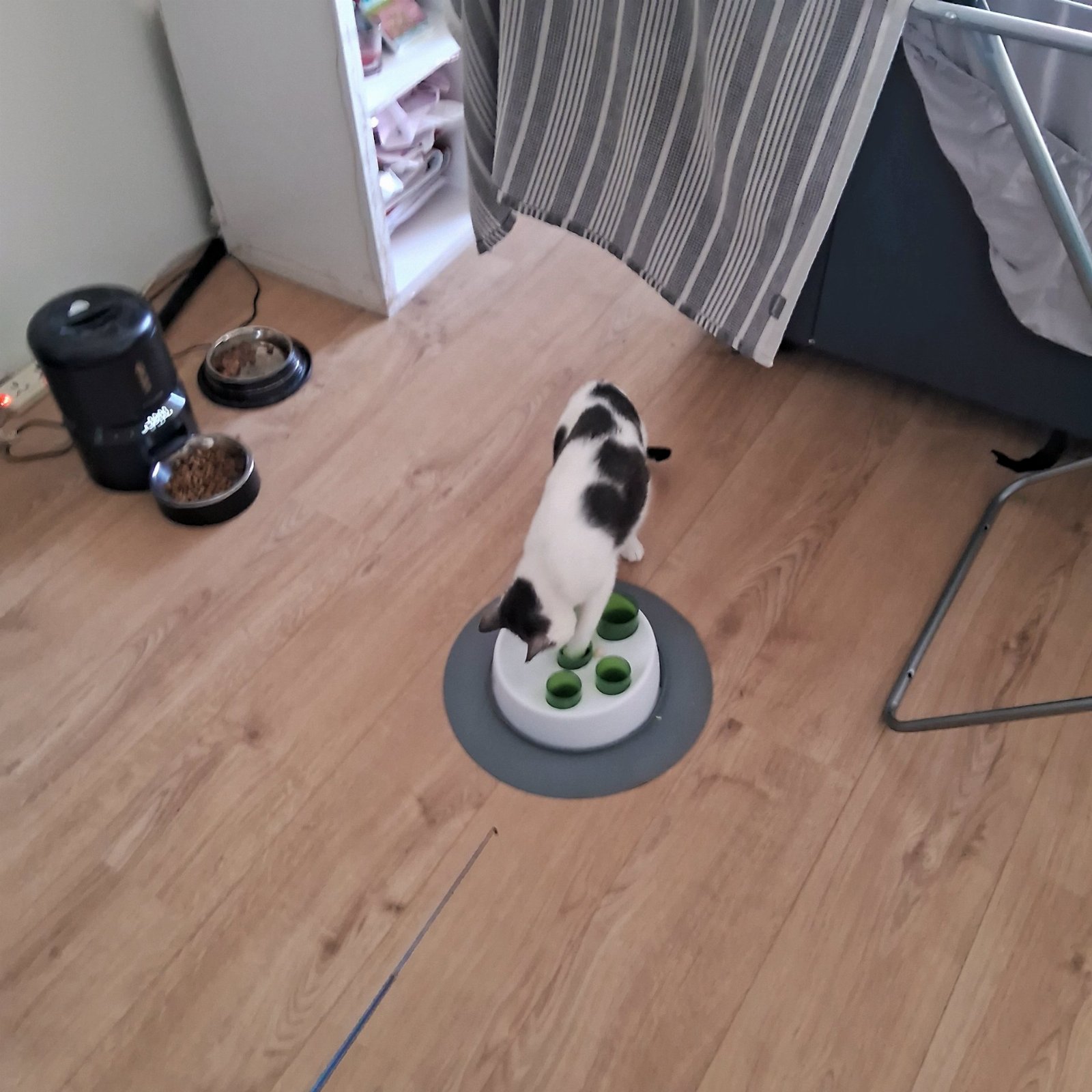 Jai, pet sitter in Stuttgart, photo 2